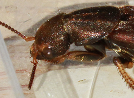 Platydracus maculosus
